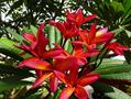 یاسمن قرمز